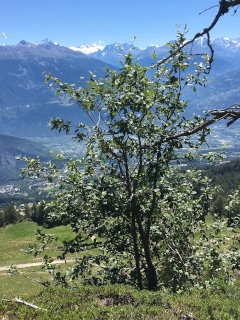 photo de la plante