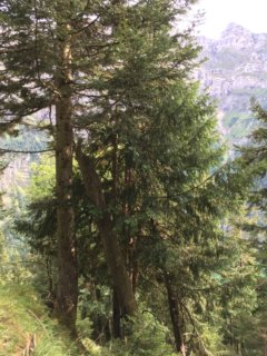 photo de la plante