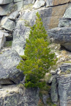 photo de la plante