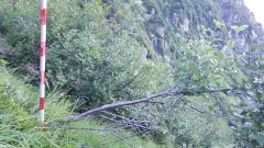 photo de la plante