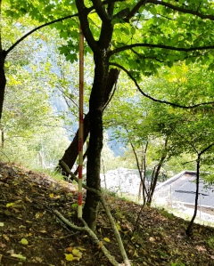photo de la plante