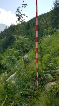 photo de la plante