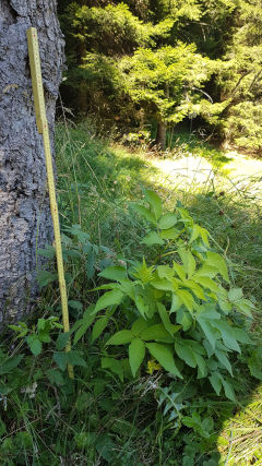 photo de la plante