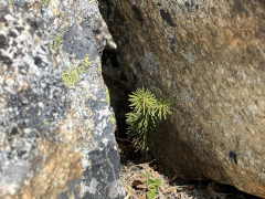 photo de la plante