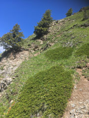 photo de la plante