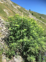 photo de la plante
