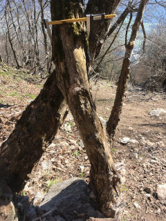 photo de la plante