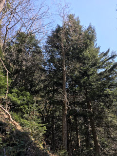 photo de la plante