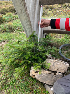 photo de la plante