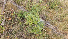 photo de la plante