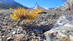 photo de la plante