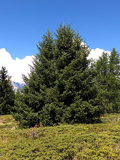 photo de la plante