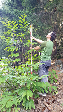 photo de la plante