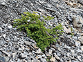 photo de la plante