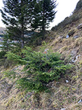 photo de la plante
