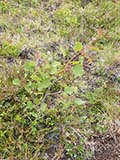 photo de la plante