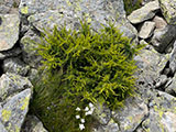 photo de la plante