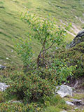 photo de la plante