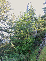 photo de la plante