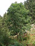 photo de la plante