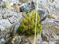 photo de la plante