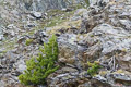 photo de la plante