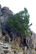 photo de la plante
