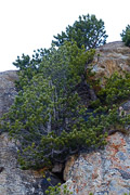 photo de la plante