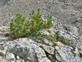 photo de la plante