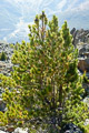 photo de la plante