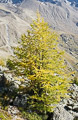 photo de la plante