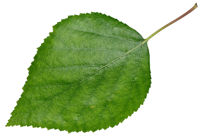 Foglia Betulla verrucosa (Betula pendula)