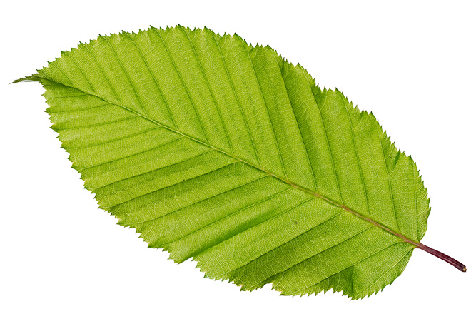 Foglia Carpino bianco (Carpinus betulus)
