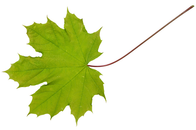 Feuille Érable plane (Acer platanoides)