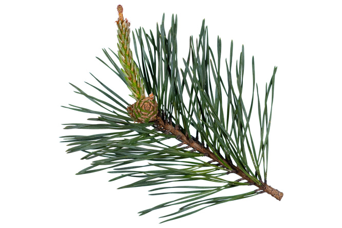 Ramo Pino silvestre (Pinus sylvestris)